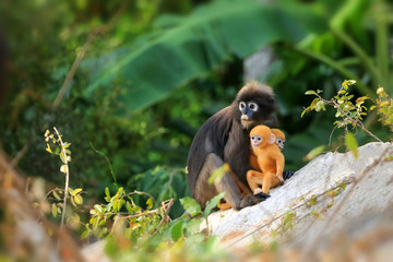 Yellow twins baby of Leaf Monkeys or Dusky Langur and mother who are living in the forest, Animals with their babies
