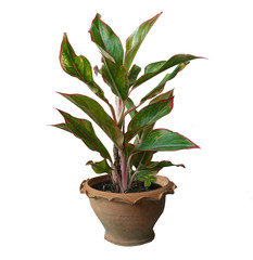 Green tree  and flowers in pots decoration isolated on white background.