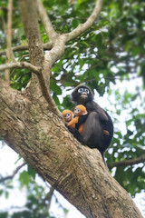 Yellow twins baby of Leaf Monkeys or Dusky Langur and mother who are living in the forest, Animals with their babies