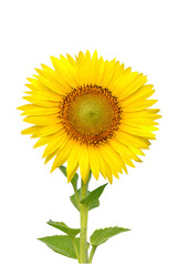 Beautiful sunflower isolated on white background.
