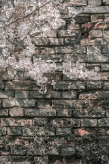 Cherry blossom and ancient city wall