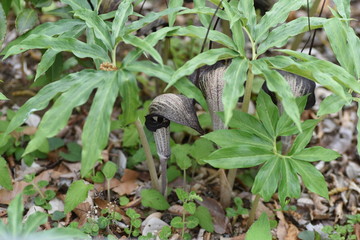 Cobra lily Urashima (Arisaema urashima) / Araceae rhizocarp plant