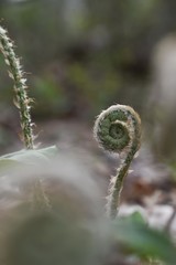 close up of a fern