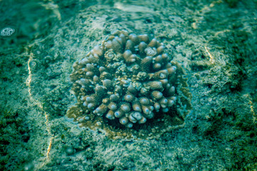 Naklejka na ściany i meble A shot of live sea coral in its natural habitat