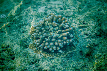 A shot of live sea coral in its natural habitat