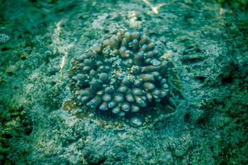 A shot of live sea coral in its natural habitat