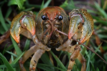 close up of crayfish on the ground