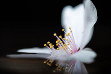 Cherry blossom flower on water with reflection. Close up and macro shot and isolated in dark. 