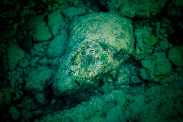 A top angle shot of exotic fish in crystal clear waters of Neil island