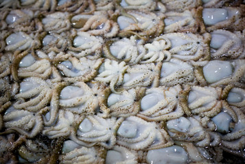 Raw octopus selling in seafood market