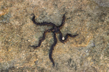 A top angle shot of starfish in crystal clear waters of Neil island