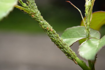 Aphids on the branch of a Rose bush