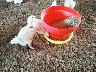 Broiler Chicken Images, Stock Photos.Bihar, India