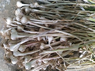 Garlic Manufacturer in Bihar India.Srock Images