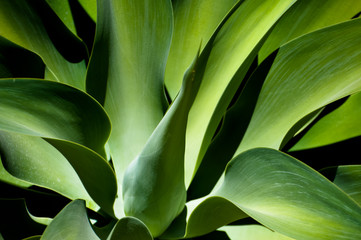 Obraz premium Growing green