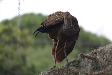 Florida Limpkin