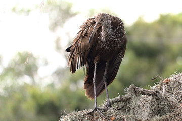 Florida Limpkin