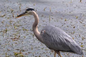 Great Blue Heron