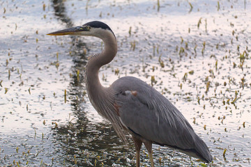 Great Blue Heron