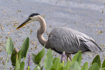 Great Blue Heron