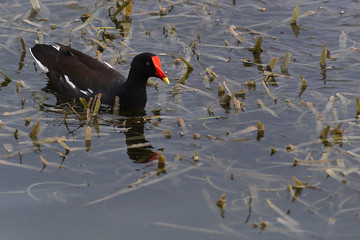 Moorhen