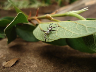 Spider on ivy leaf