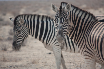 Fototapeta na wymiar Two Zebras In Desert