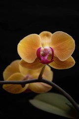 Orquídea amarilla