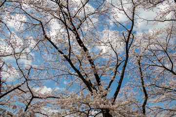 甚六桜公園に咲き誇るソメイヨシノ