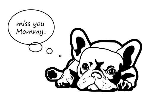 A little french bulldog puppy is missing his mommy. A Frenchie lies down on the background with the text balloon, you can fill your text on this.