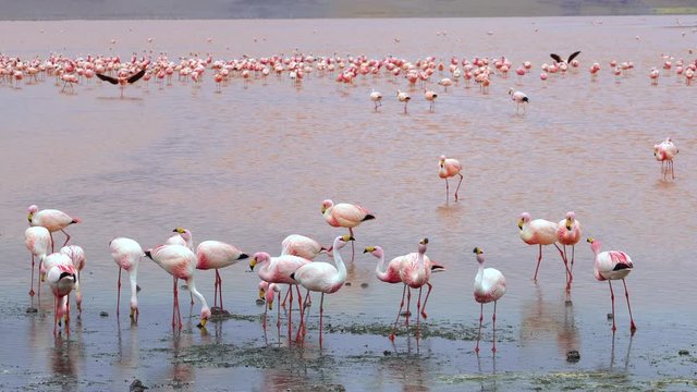Flamingos in Laguna Colorada aka Red Lagoon, a high-altitude lake located in the Eduardo Avaroa Andean Fauna National Reserve in Bolivia, South America.