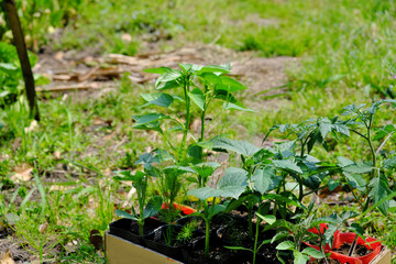 食べて美味しい野菜の苗