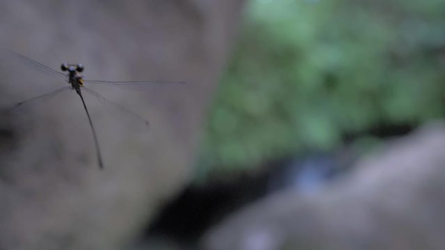 curious dragonfly flying into the camera [SLOWMOTION]