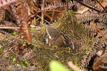 Close up of a Serra antwren perched in its green nest of pine needles, Caraca natural park, Minas Gerais, Brazil

