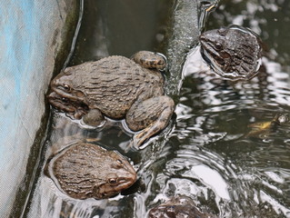 Close up of frogs on ground and some in in artificial plastic pond in farm.