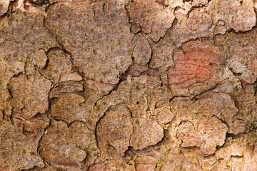Bark texture from a real tree