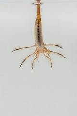 predatory diving beetles