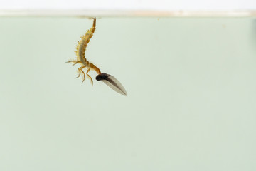Fototapeta na wymiar predatory diving beetles