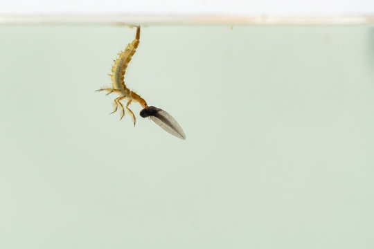 predatory diving beetles