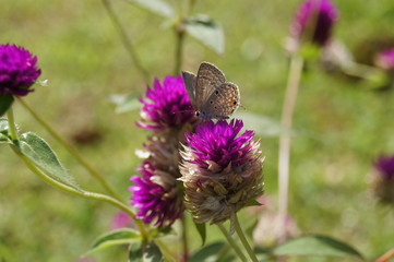 Butterfly on purple Globe Amaranth Flower with green leaves in the background
