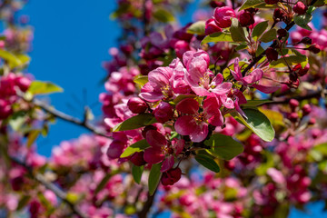 Obraz premium Rund um Rheinbach