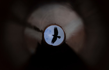 A crow flying in the sky seen through a pipe