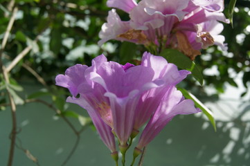 Lilac Bignonias flowers with blurry green leaves in the background