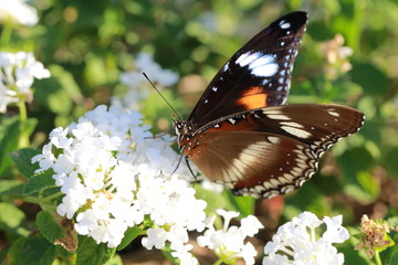butterfly on a flower
