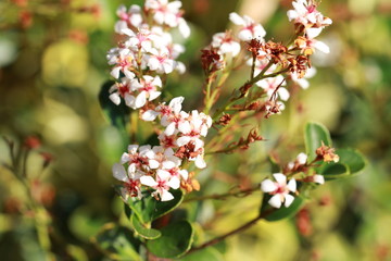 Cherry blossom flowers in spring