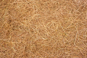 Straw surface texture. Cultivate and harvest concept.