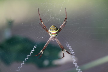 Southern Cross Spider in web