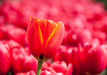 lone tulip 