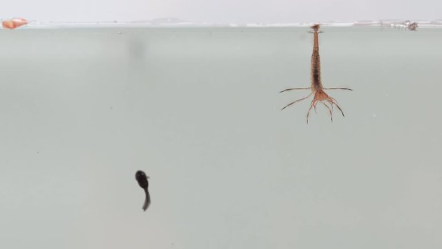 In a wild pond there are predatory diving beetles that like to eat pawn