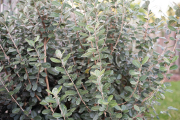 Closeup of feijoa tree shrub. Acca sellowiana or pineapple guava background	
